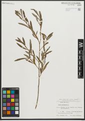 Foto von Salix purpurea L.